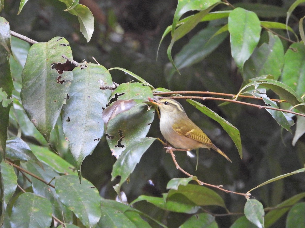 Pouillot de Davison - ML630484973