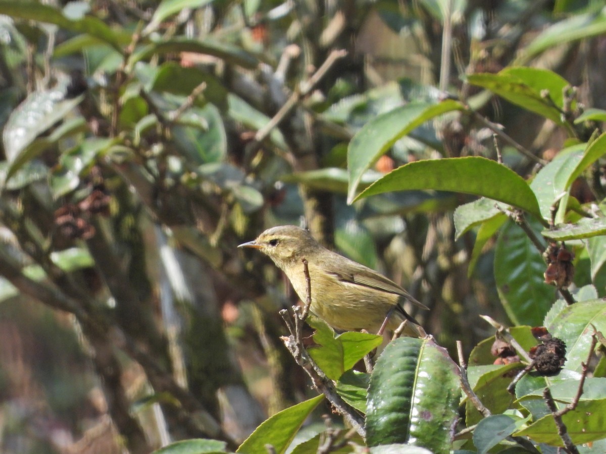 Pouillot subaffin - ML630484993