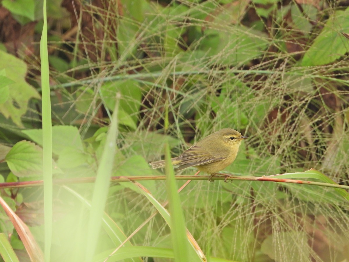 Pouillot subaffin - ML630484994