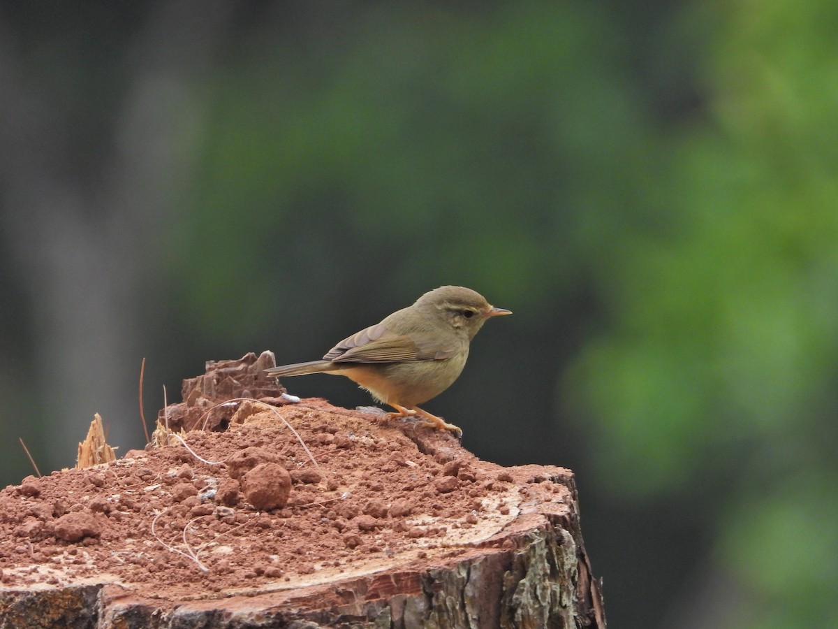 Pouillot de Schwarz - ML630485027