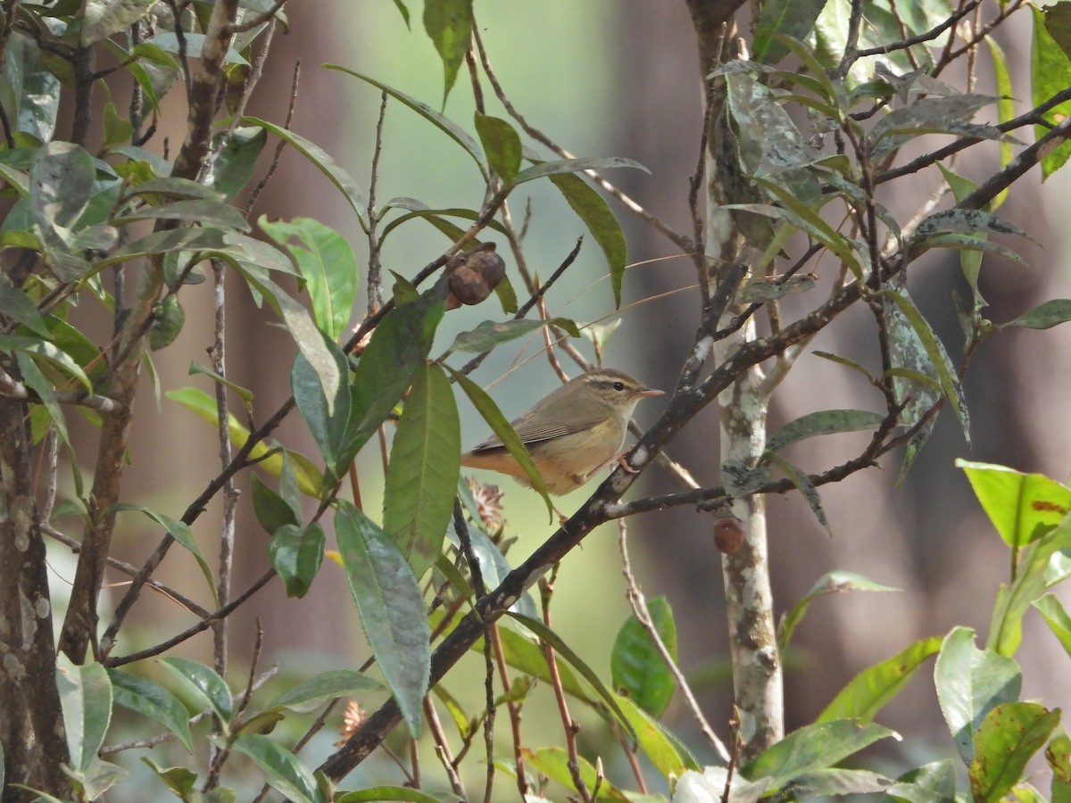 Pouillot de Schwarz - ML630485028