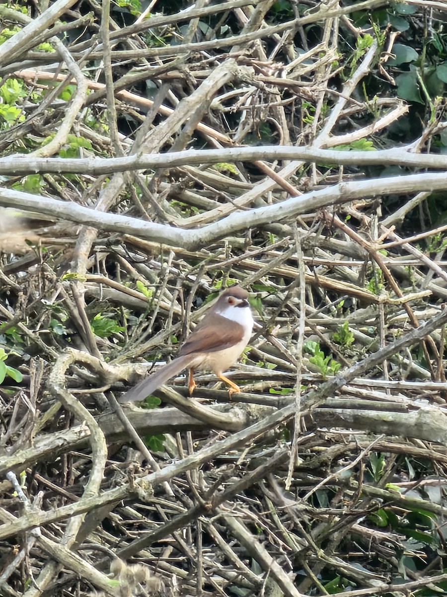 Yellow-eyed Babbler - ML630485044