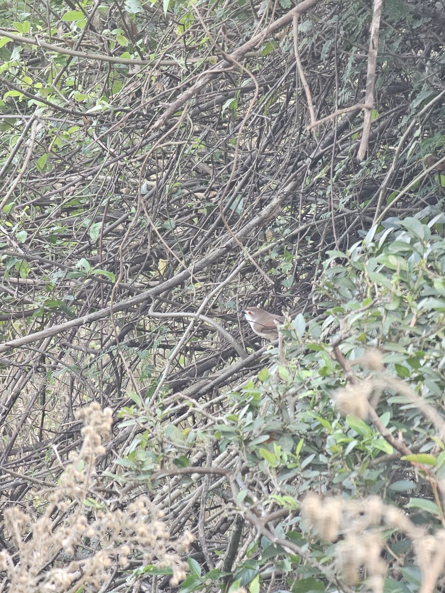 Yellow-eyed Babbler - ML630485046