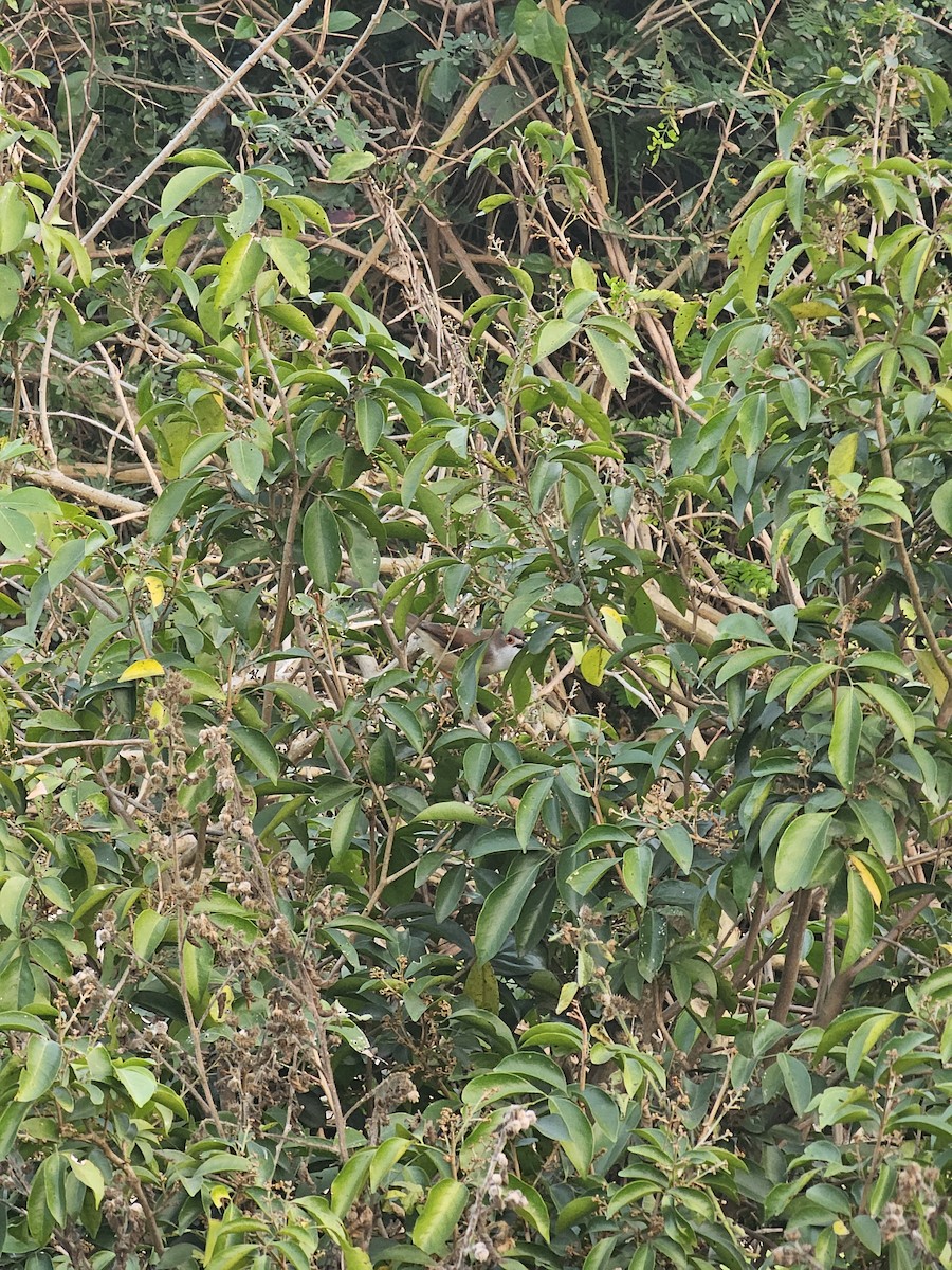 Yellow-eyed Babbler - ML630485047