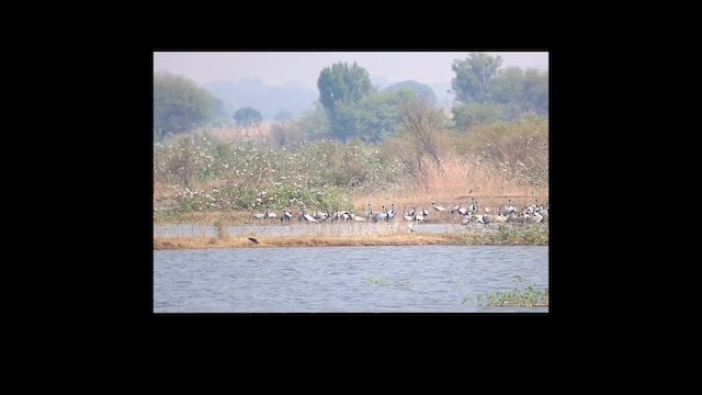 Demoiselle Crane - ML630485059