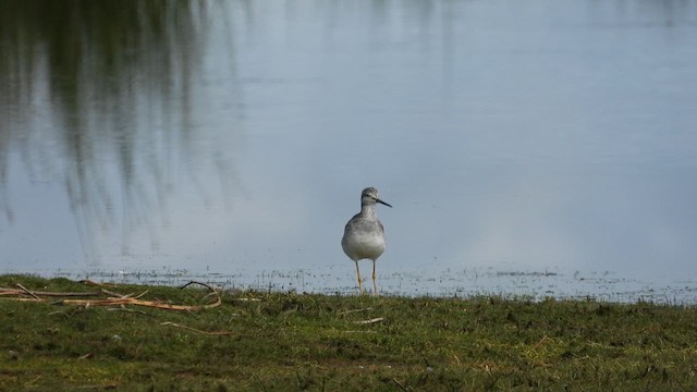 vodouš žlutonohý - ML630485360