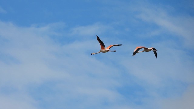 Chilean Flamingo - ML630485411
