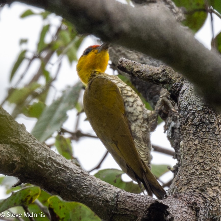 Yellow-throated Woodpecker - ML630485524