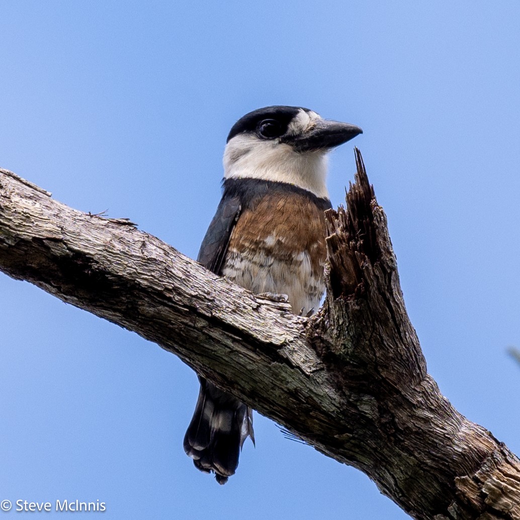 Brown-banded Puffbird - ML630485574