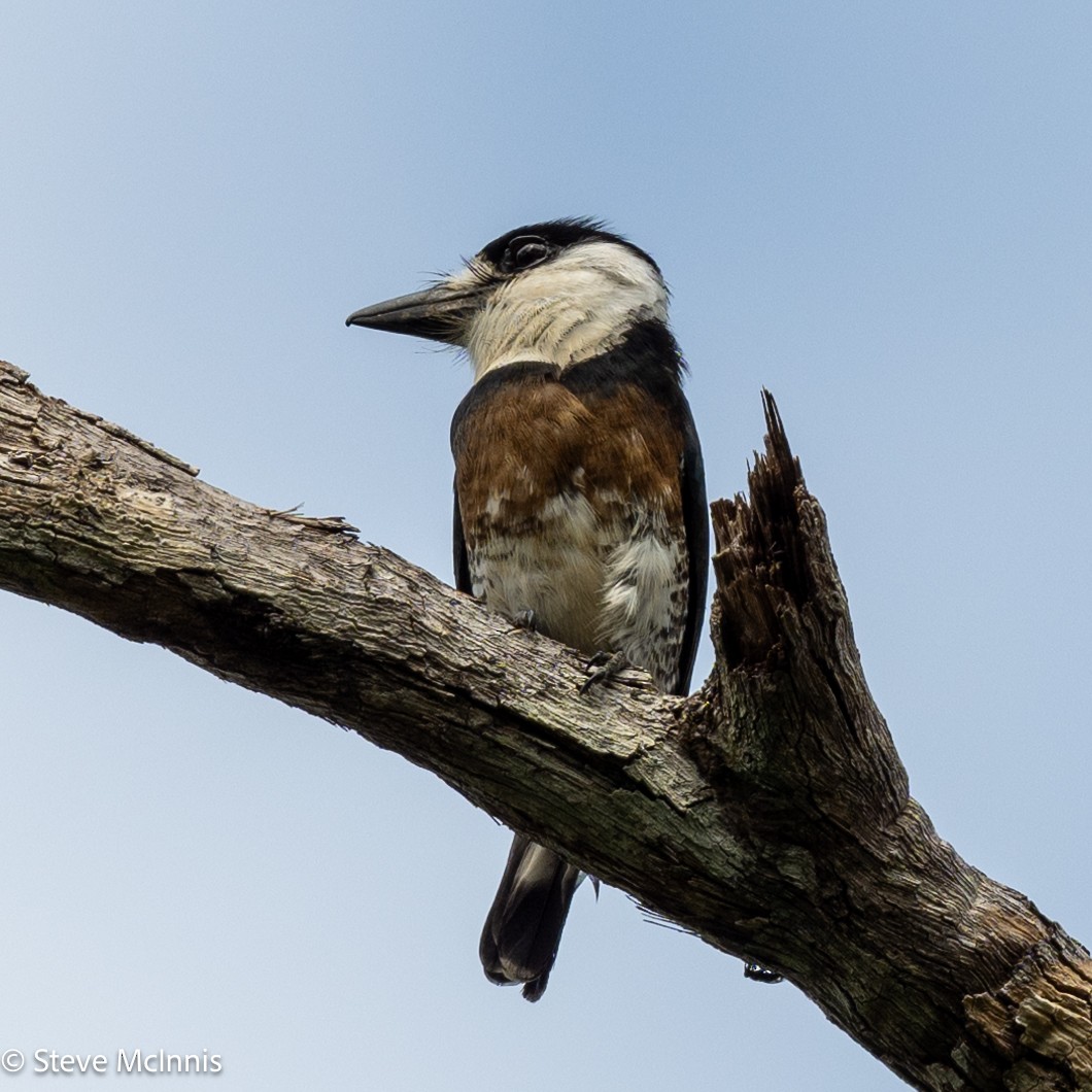 Brown-banded Puffbird - ML630485575