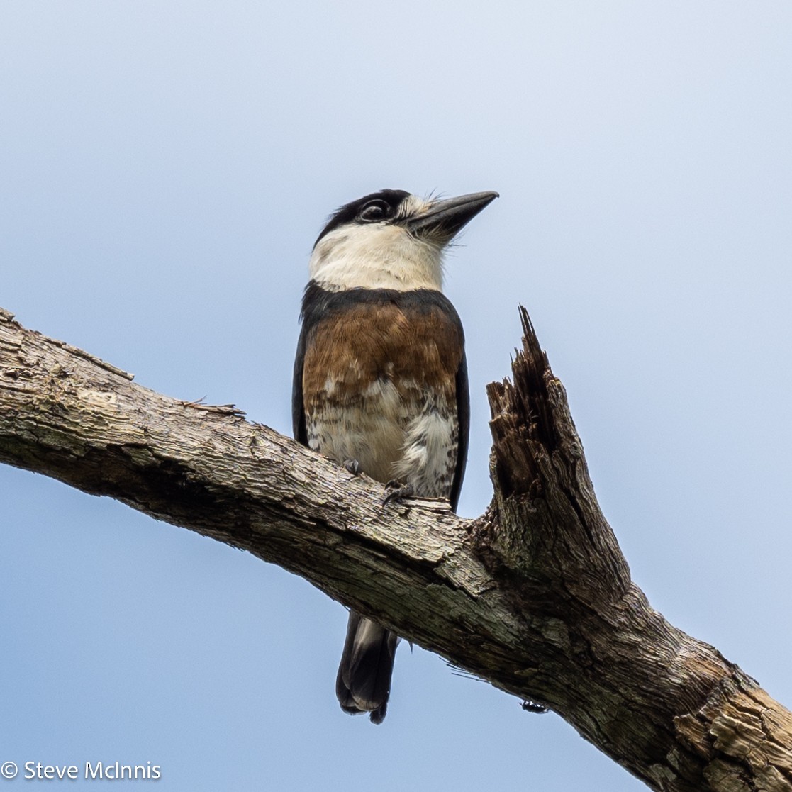Brown-banded Puffbird - ML630485576