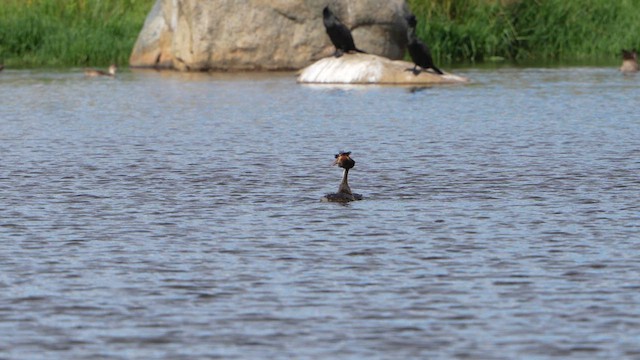Great Crested Grebe - ML630485603