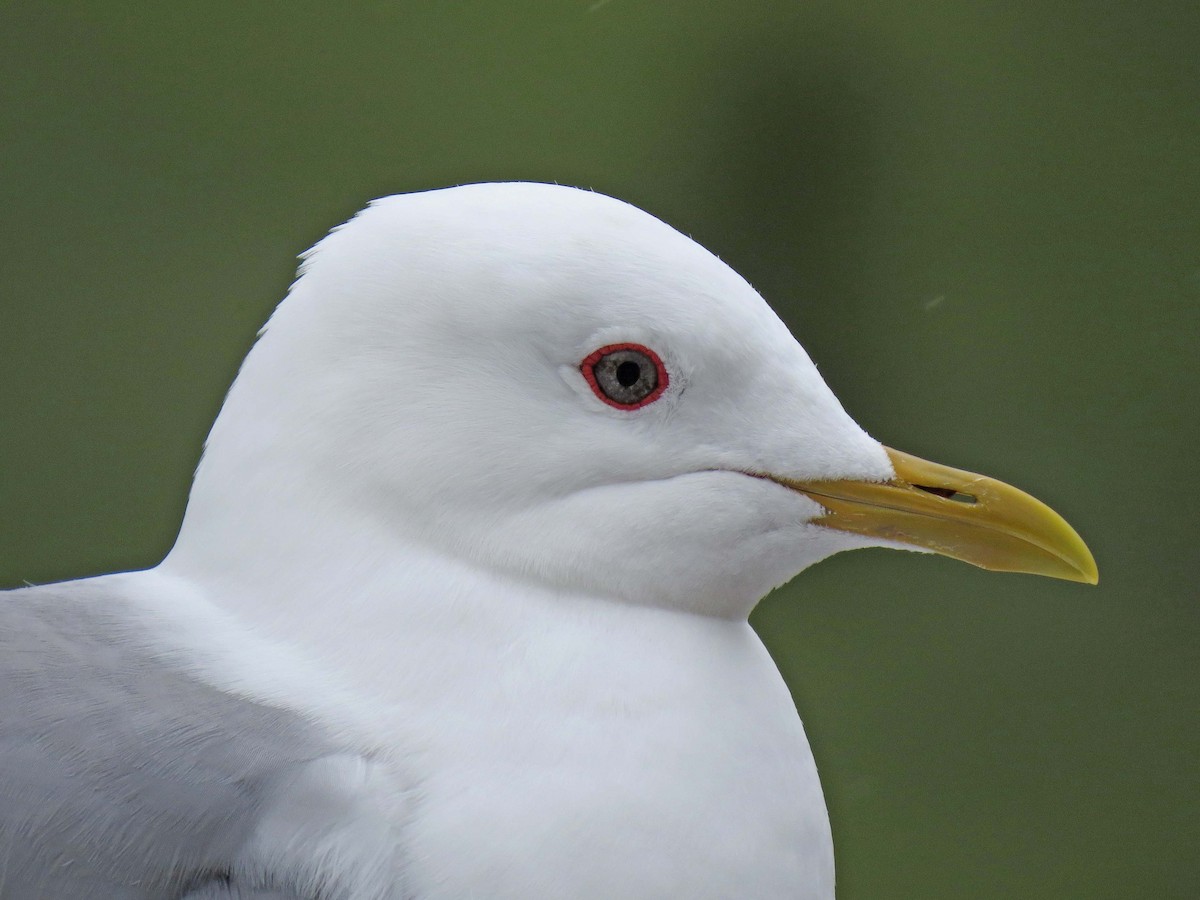 Short-billed Gull - ML630485660