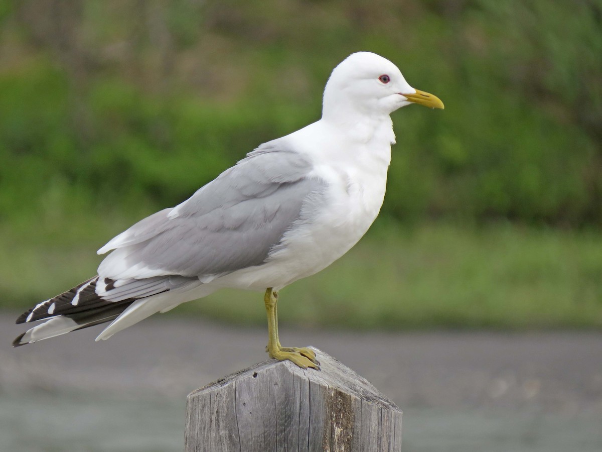 Short-billed Gull - ML630485661