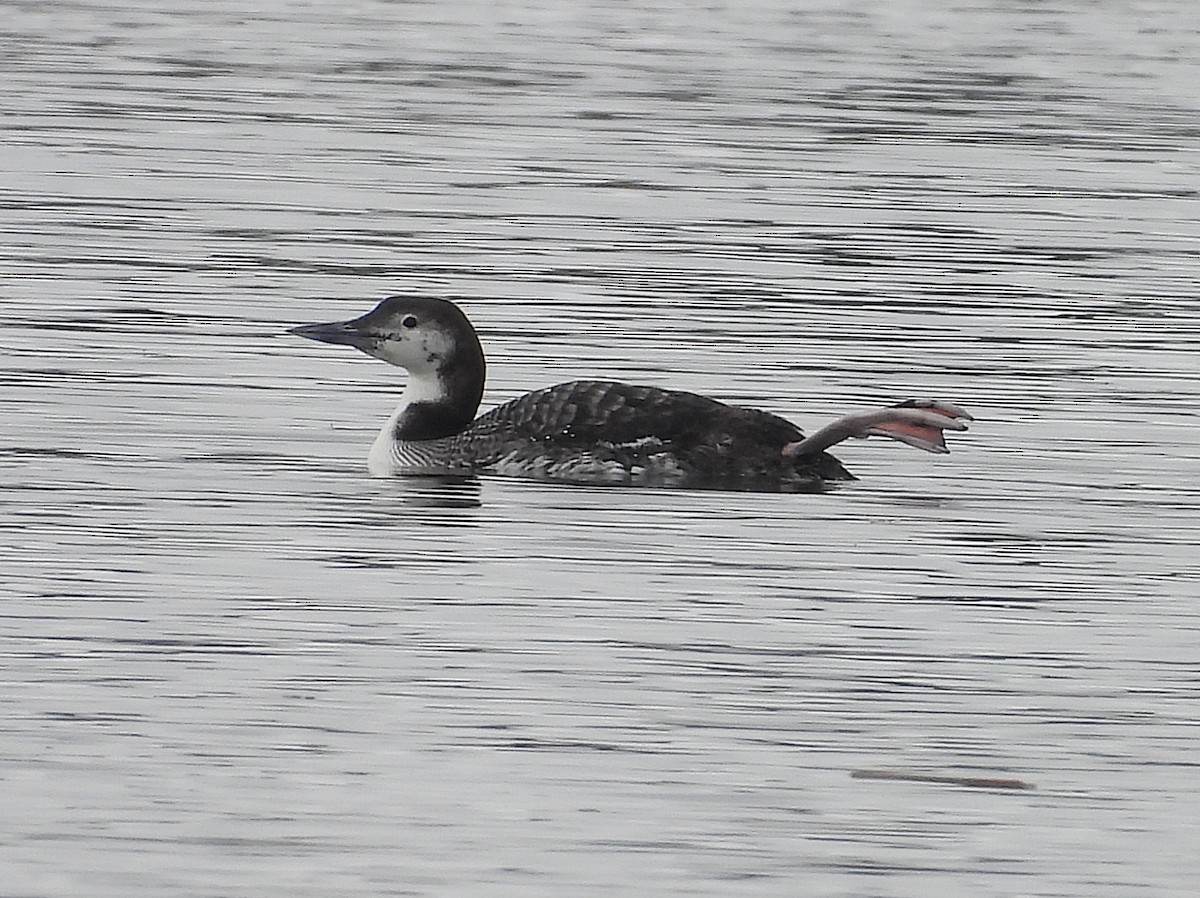 Common Loon - ML630485683
