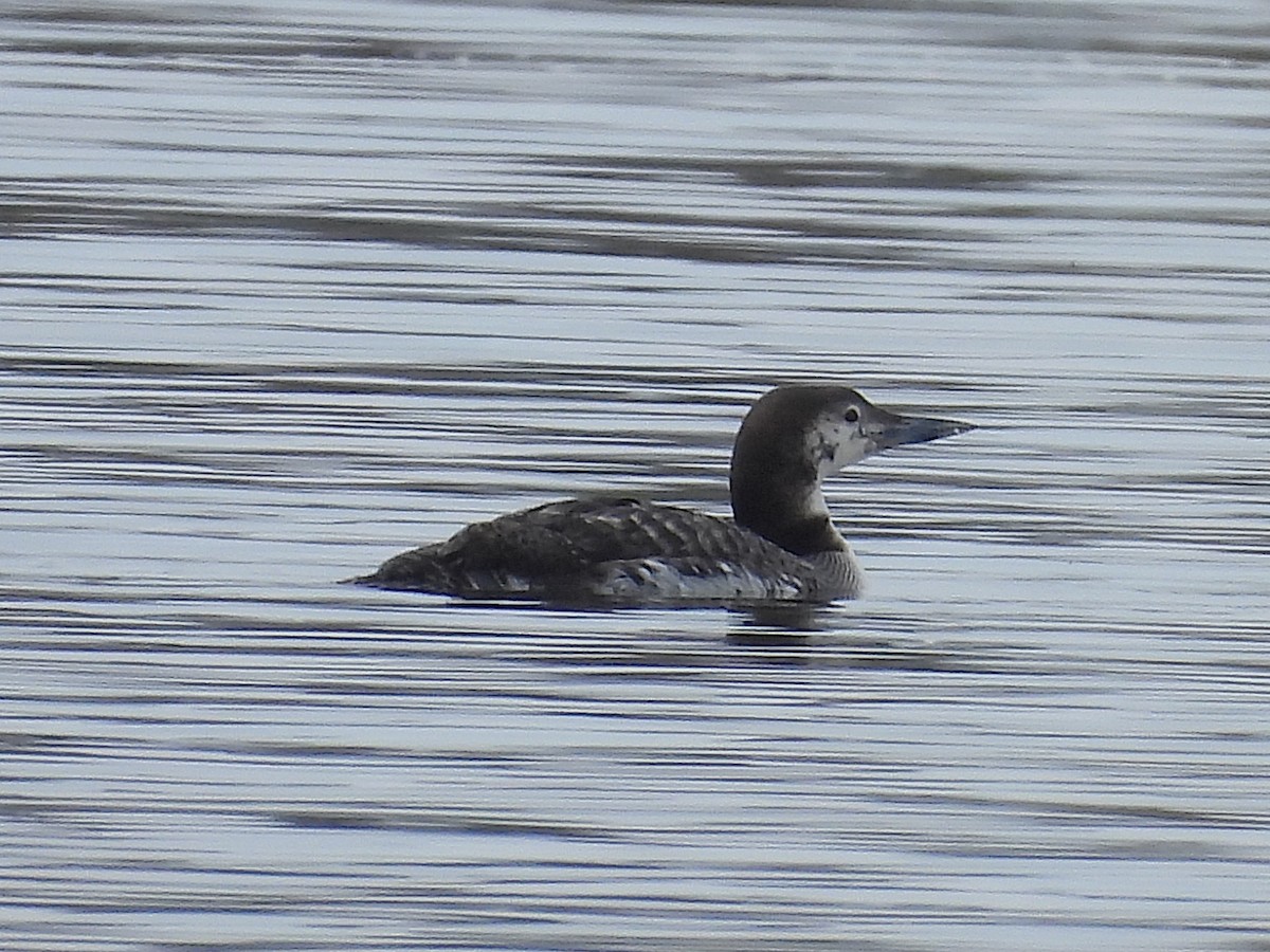 Common Loon - ML630485693