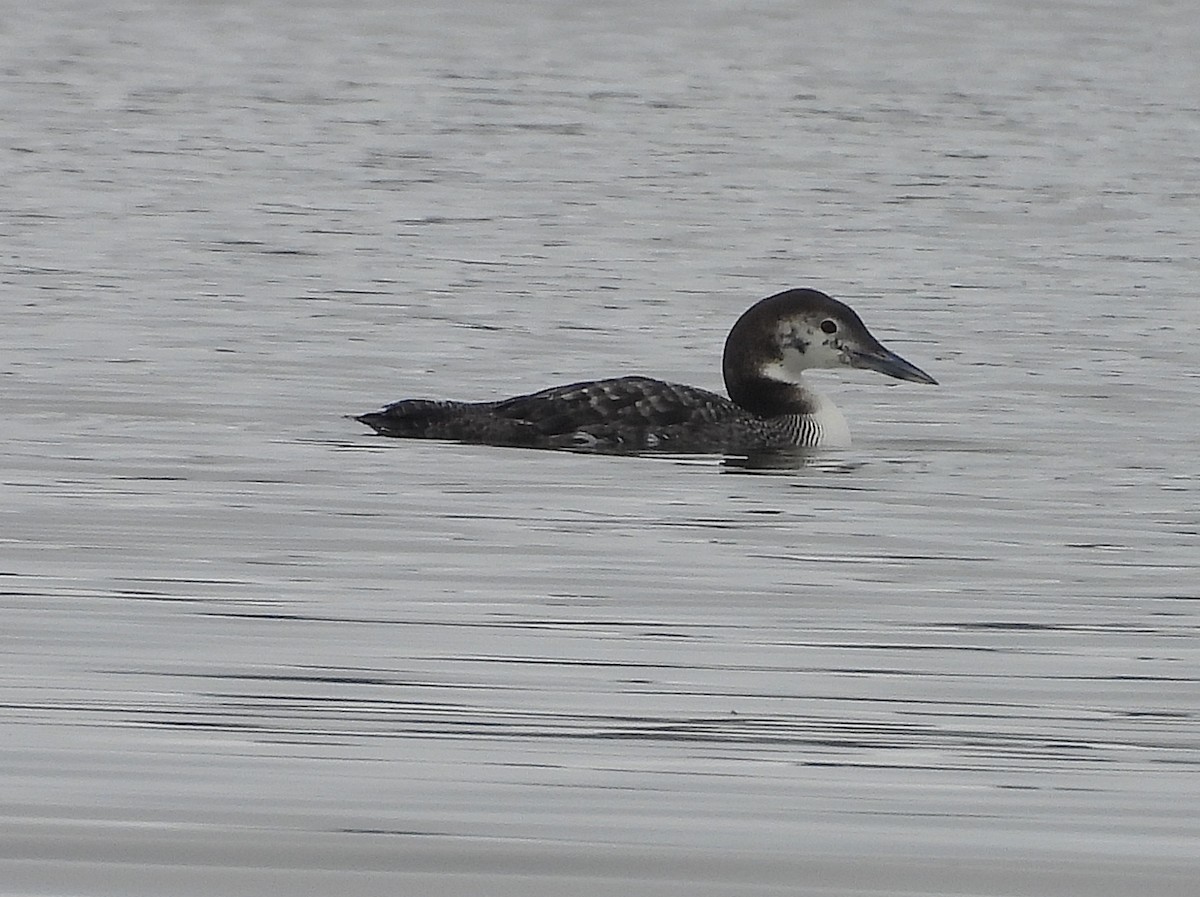 Common Loon - ML630485705