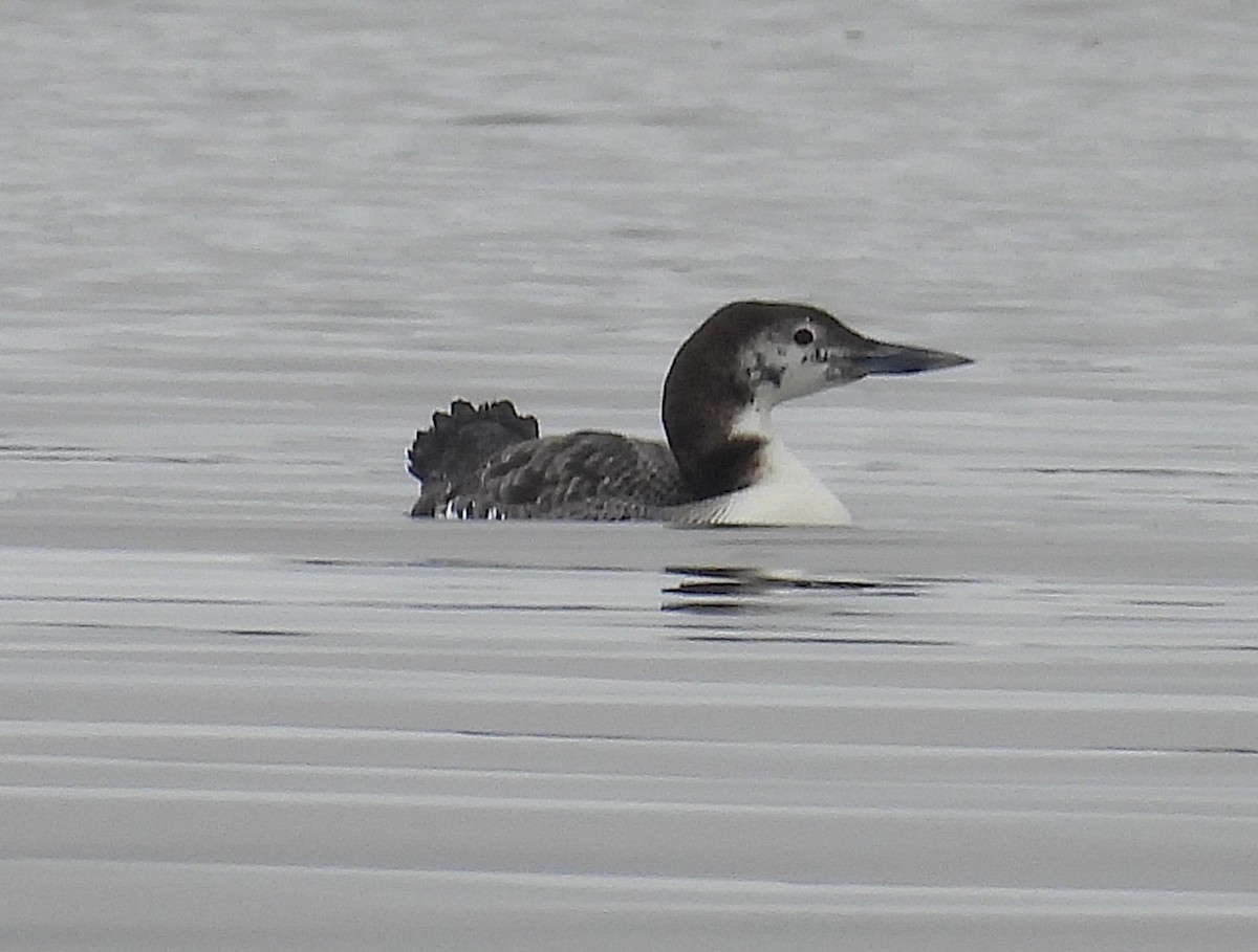 Common Loon - ML630485726