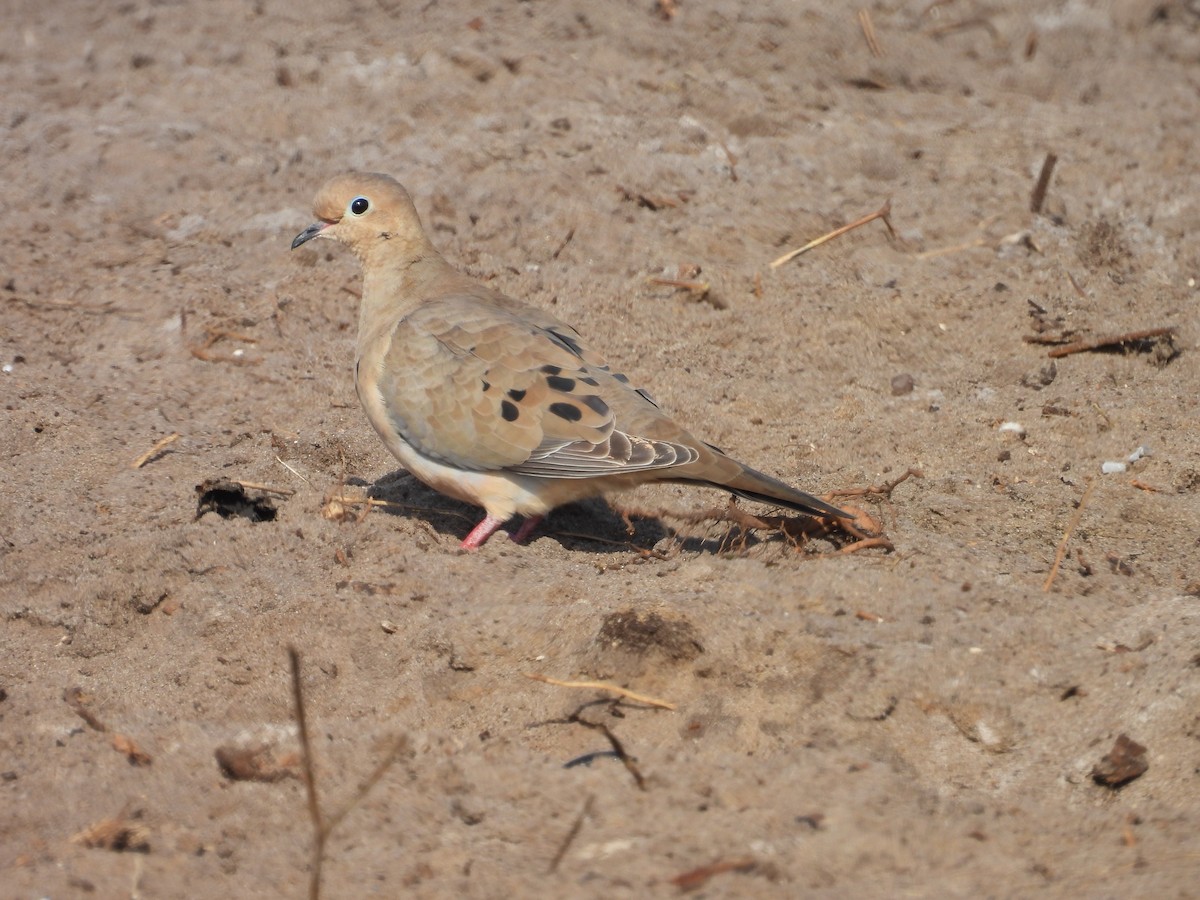 Mourning Dove - ML630485772