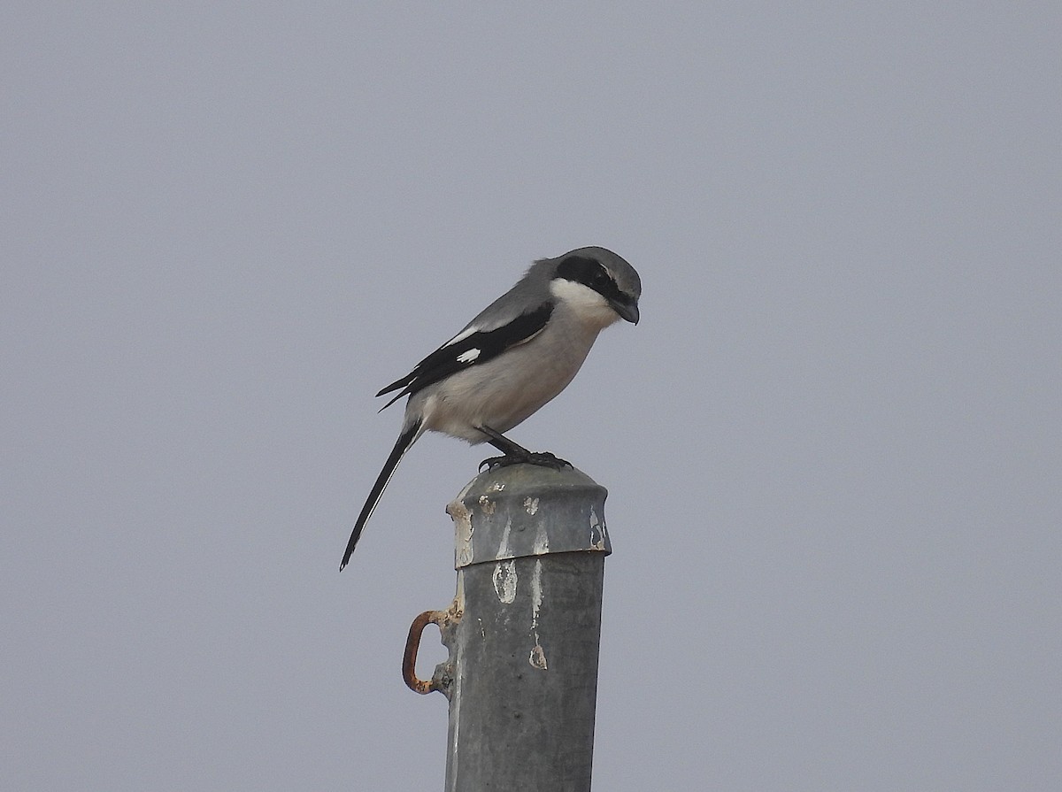 Loggerhead Shrike - ML630485799