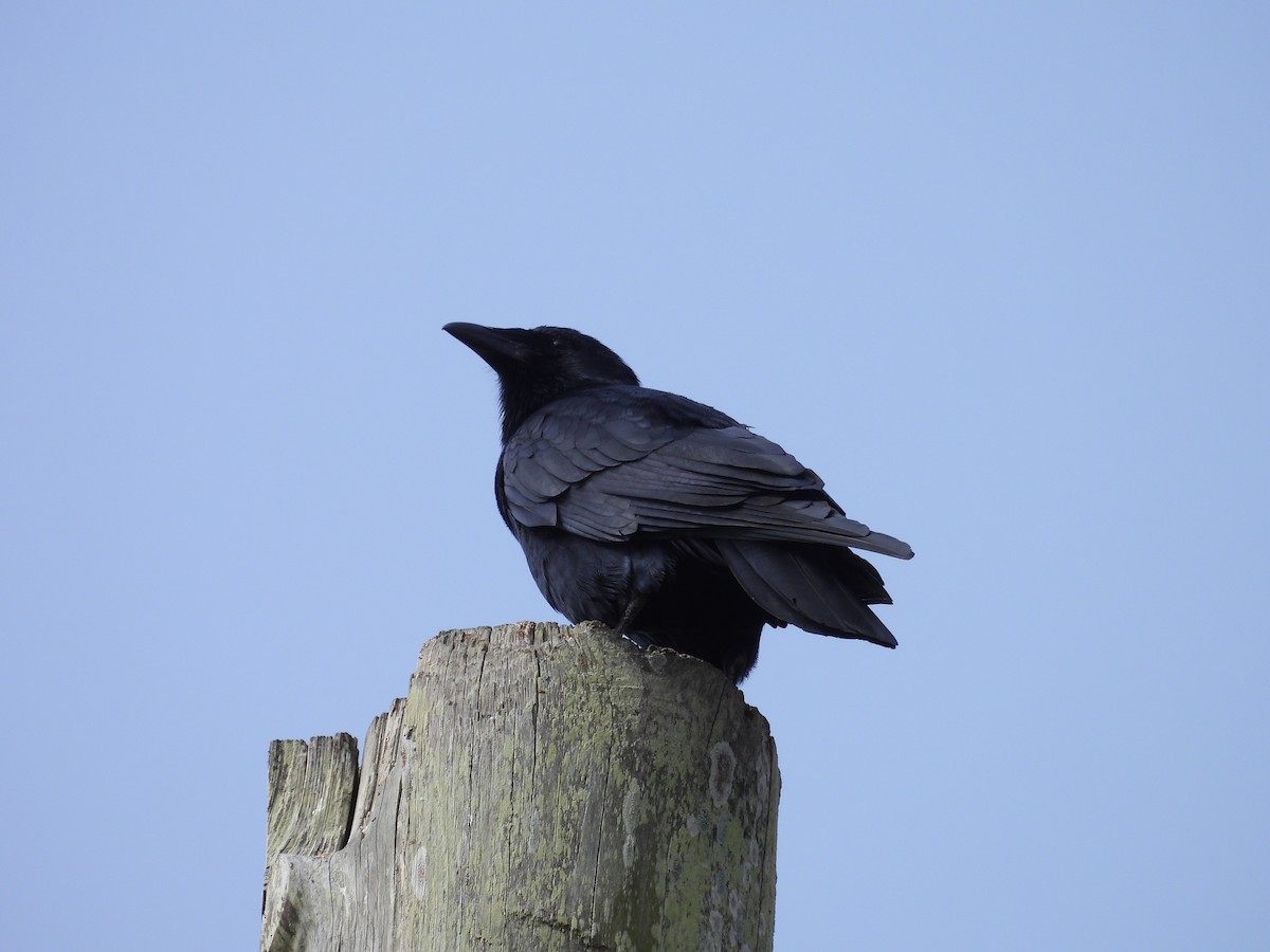 Fish Crow - ML630485809