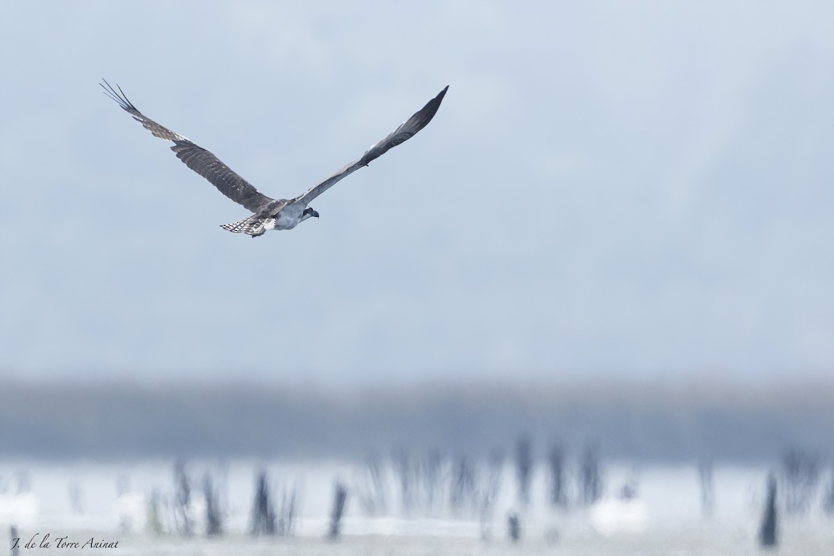 Osprey - ML630485839