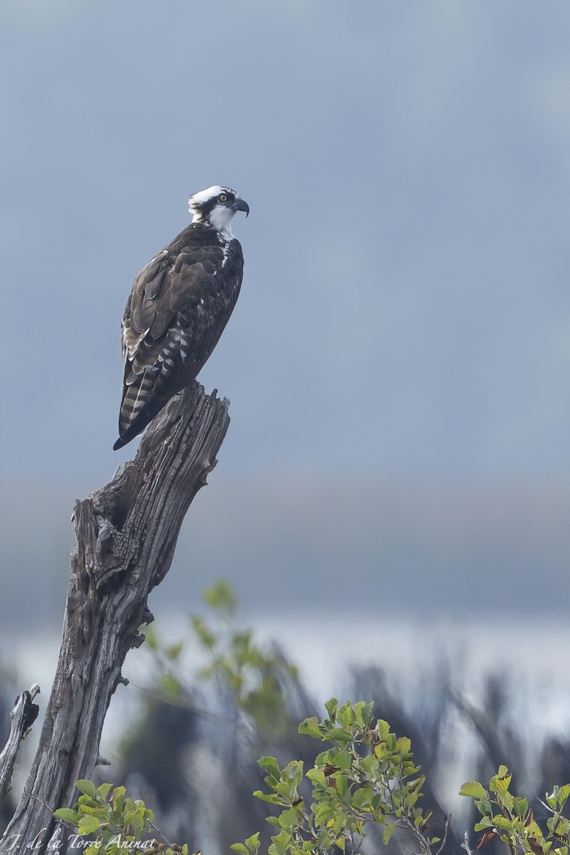Osprey - ML630485849