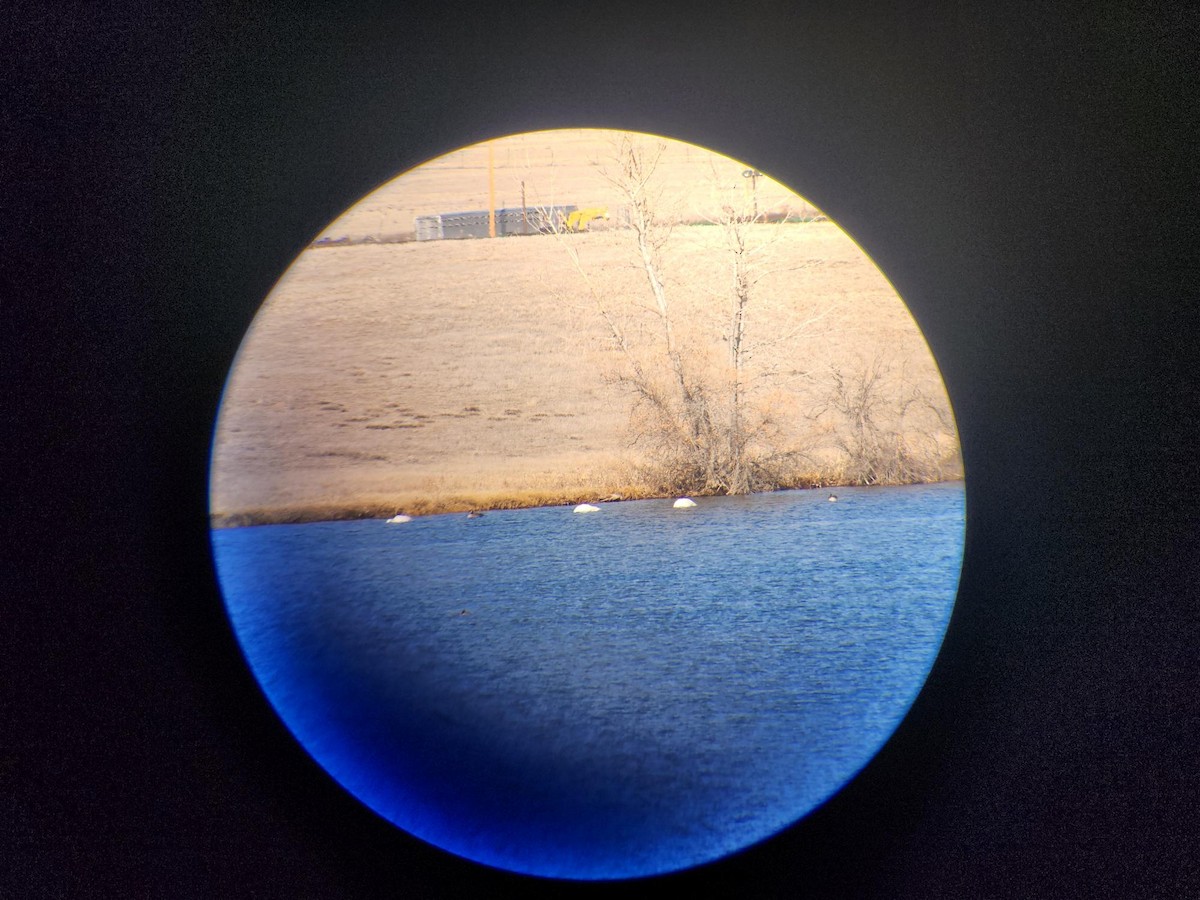 labuť malá - ML630485955