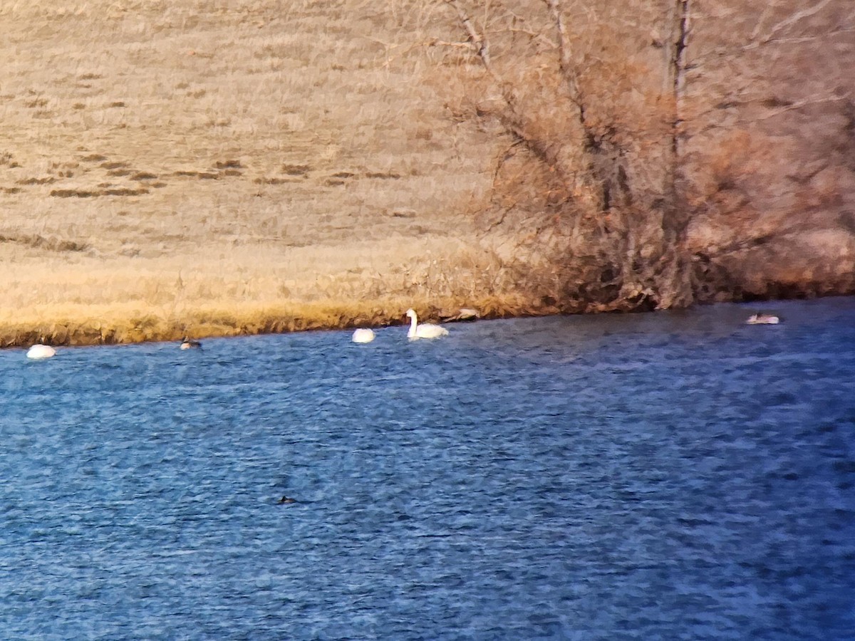 labuť malá - ML630485956