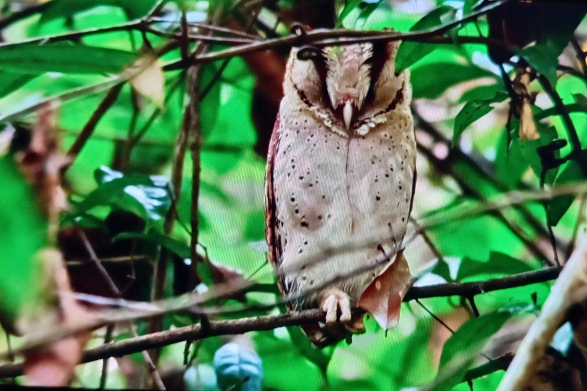 Sri Lanka Bay-Owl - ML630486248