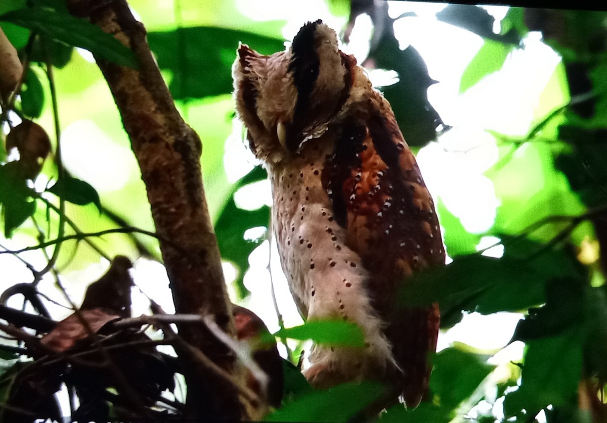 Sri Lanka Bay-Owl - ML630486250