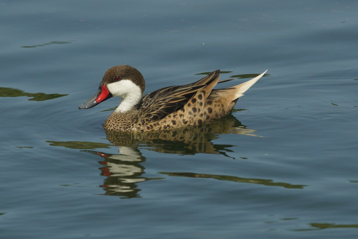 White-cheeked Pintail - ML630486347