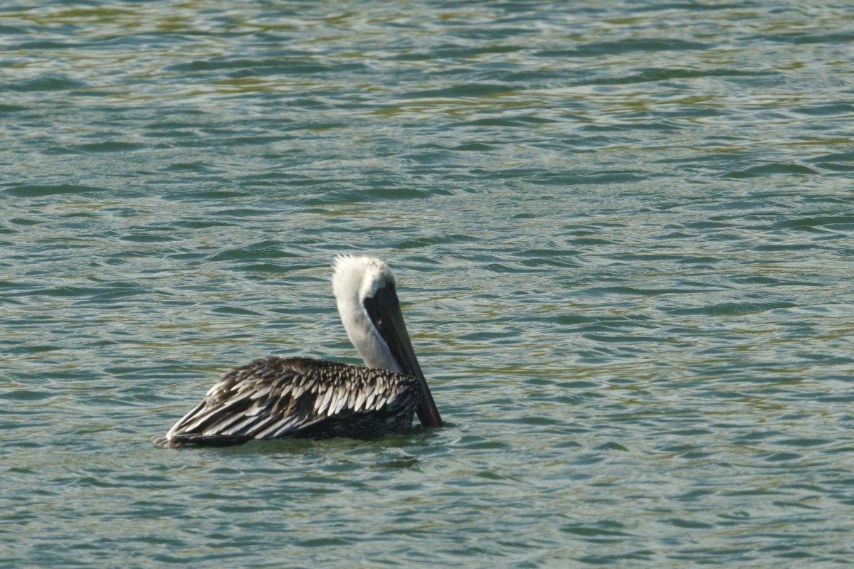 Brown Pelican - ML630486351