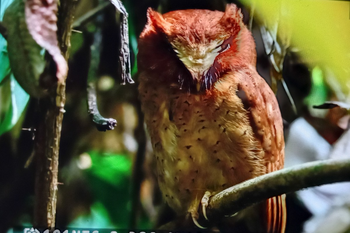 Serendib Scops-Owl - ML630486352