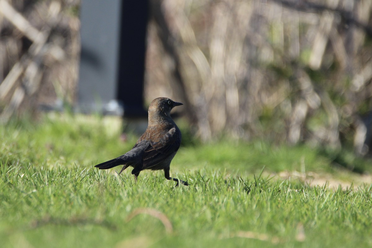 Rusty Blackbird - ML630486363