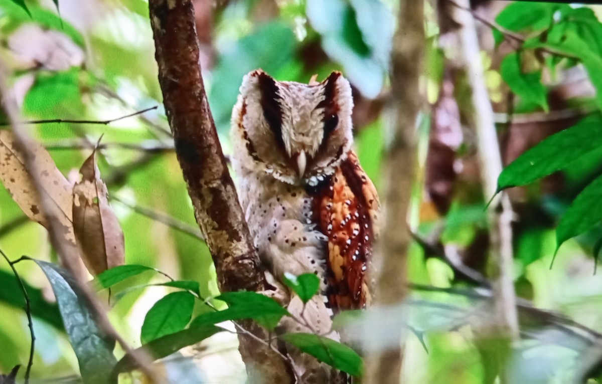 Sri Lanka Bay-Owl - ML630486404
