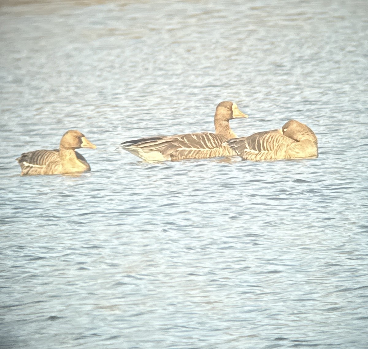 Greater White-fronted Goose - ML630486586