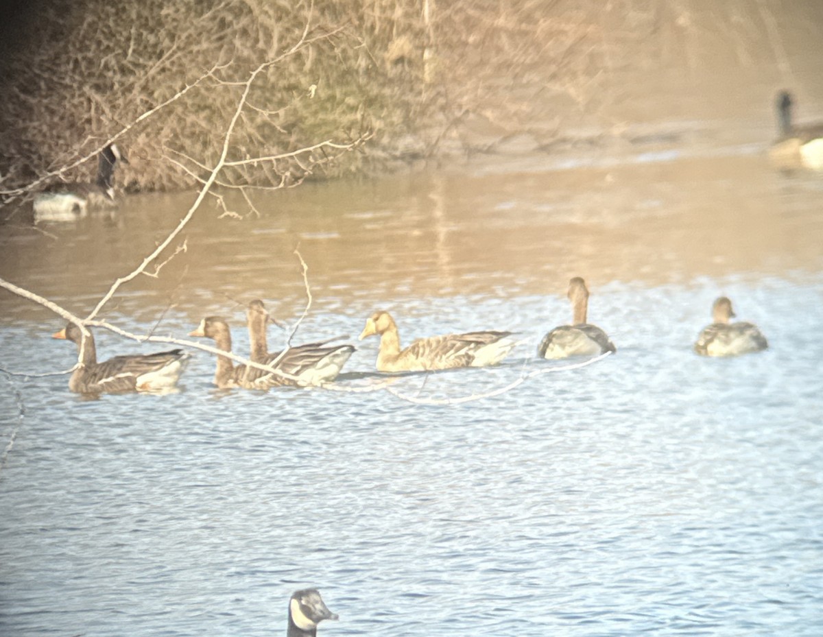 Greater White-fronted Goose - ML630486587
