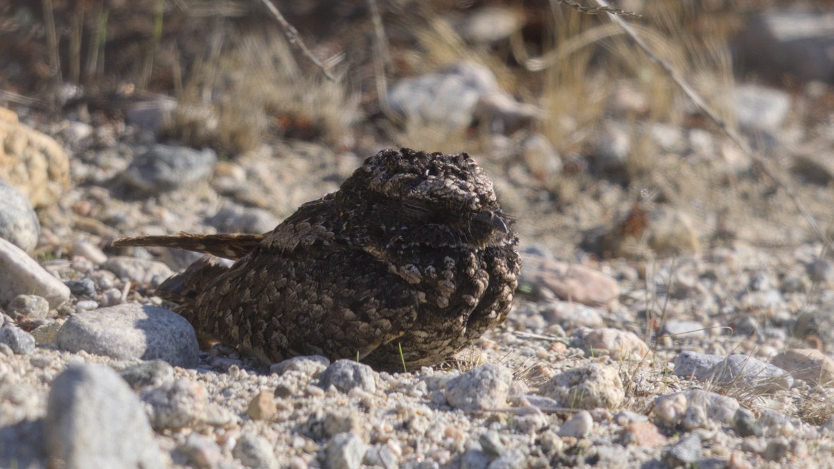 Common Poorwill - ML630486639