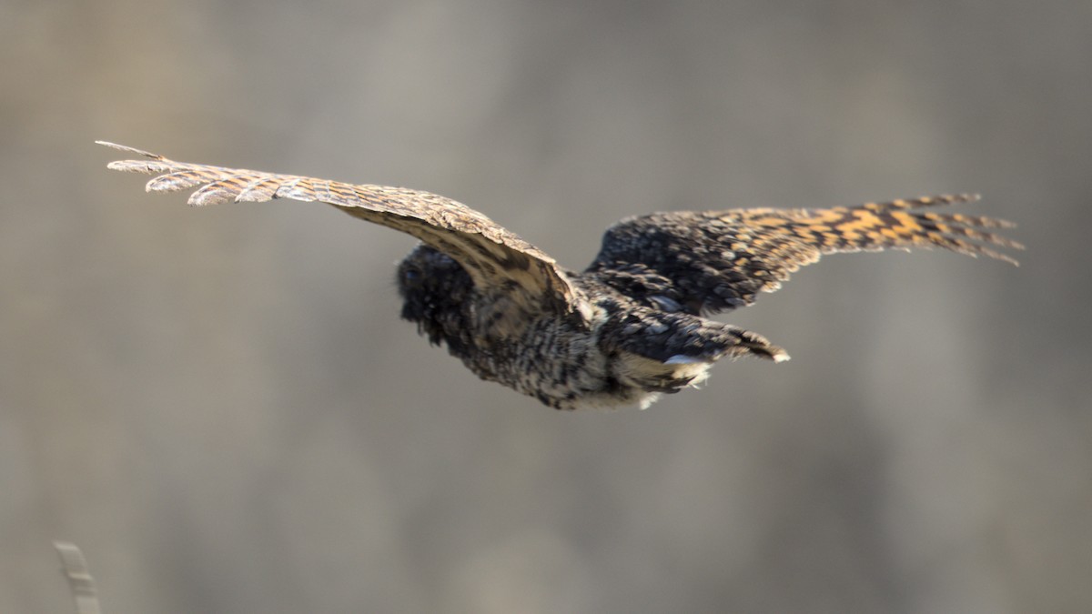Common Poorwill - ML630486640