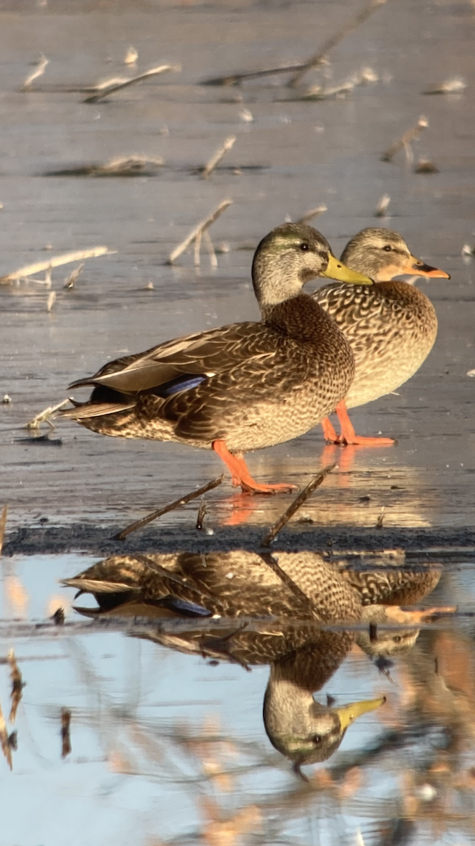 kachna divoká x tmavá (hybrid) - ML630486690