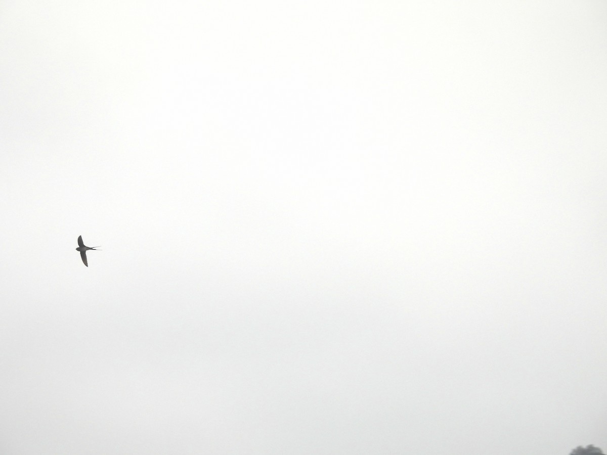 Crested Treeswift - ML630486815