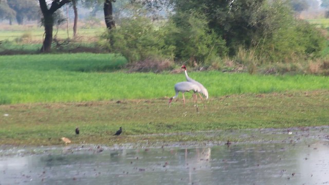 Sarus Crane - ML630486915