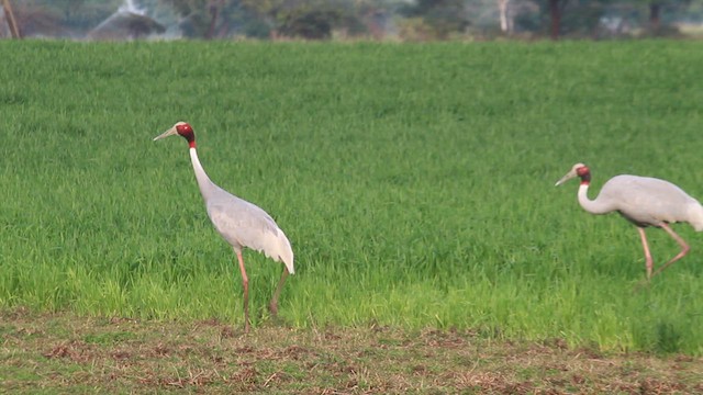 Sarus Crane - ML630486917