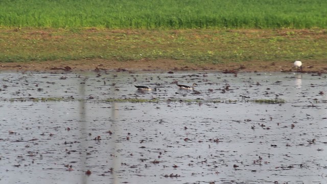 Knob-billed Duck - ML630486957