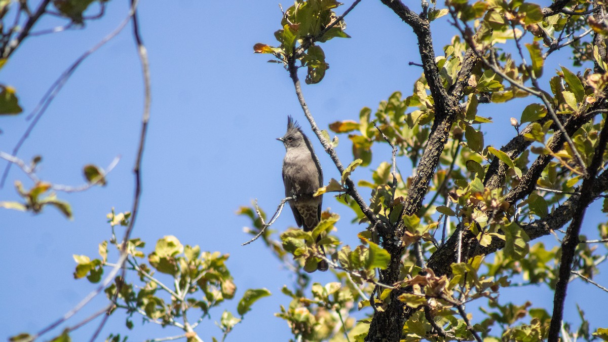 Phainopepla - ML630486998