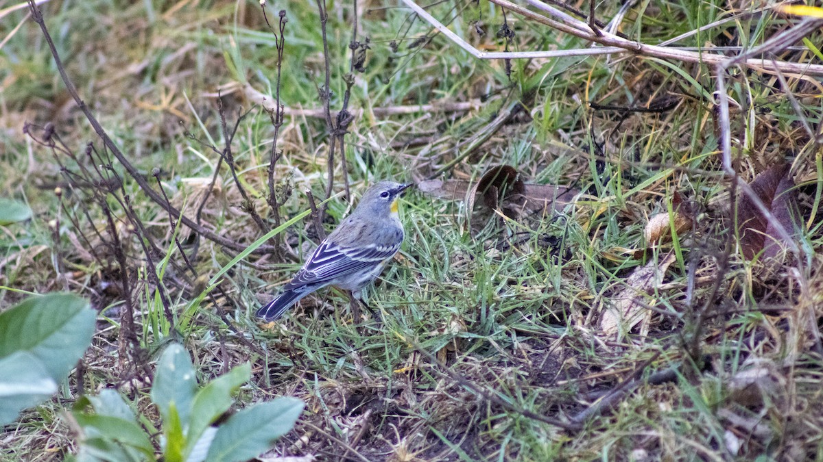 Yellow-rumped Warbler - ML630487017