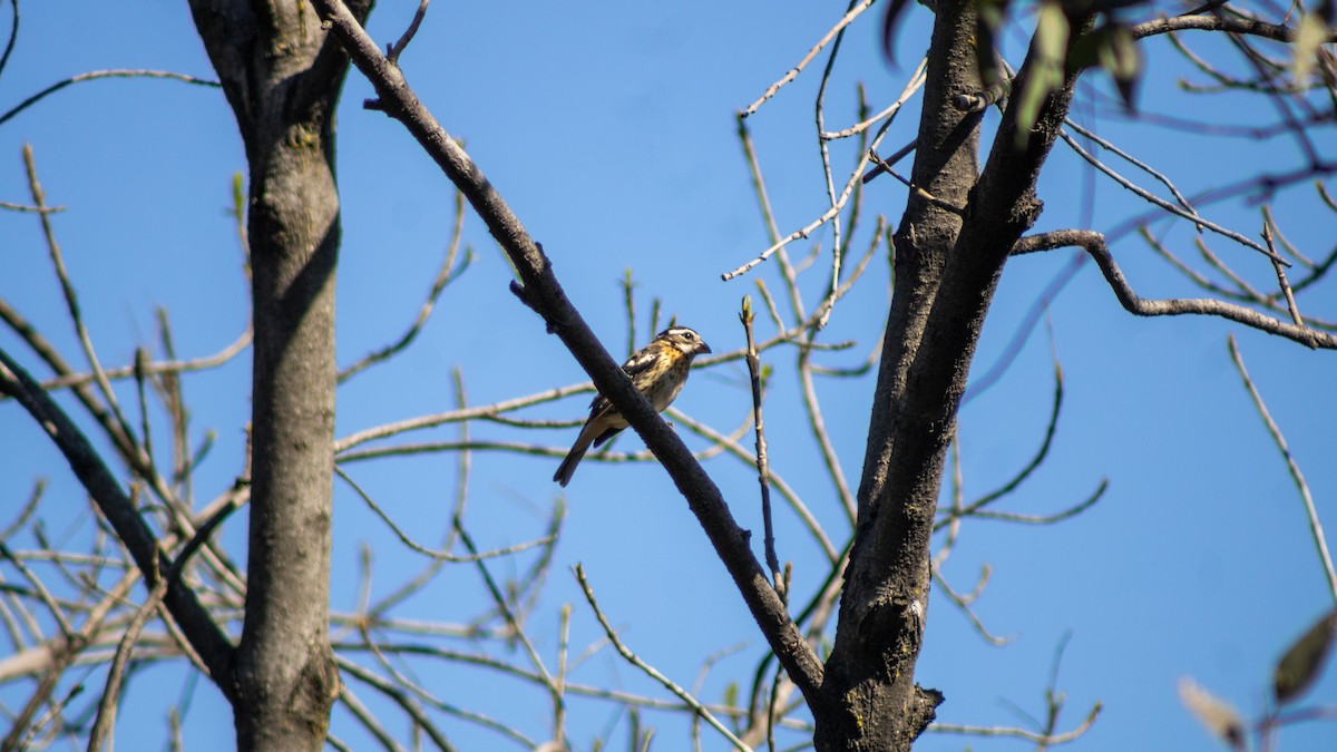 Black-headed Grosbeak - ML630487030