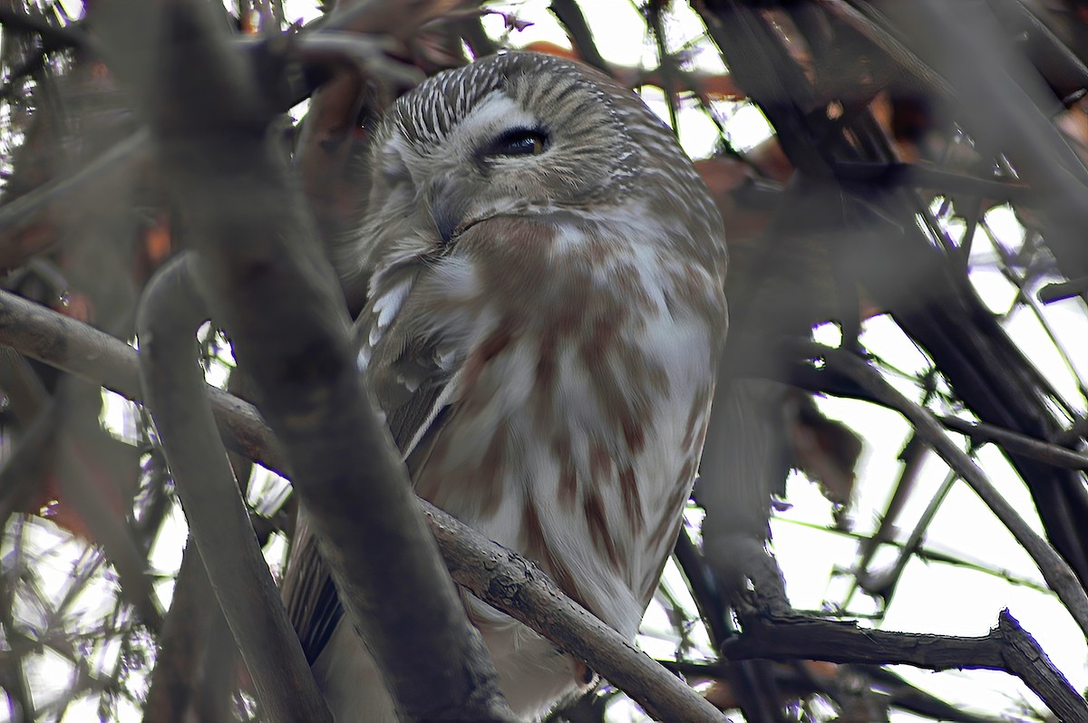 Northern Saw-whet Owl - ML630487120