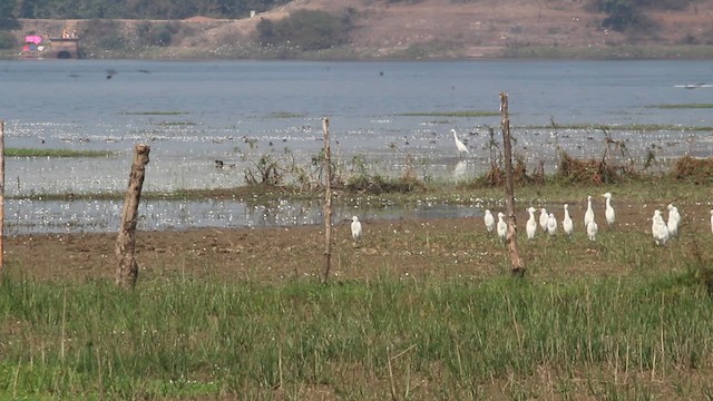 Mallard - ML630487175